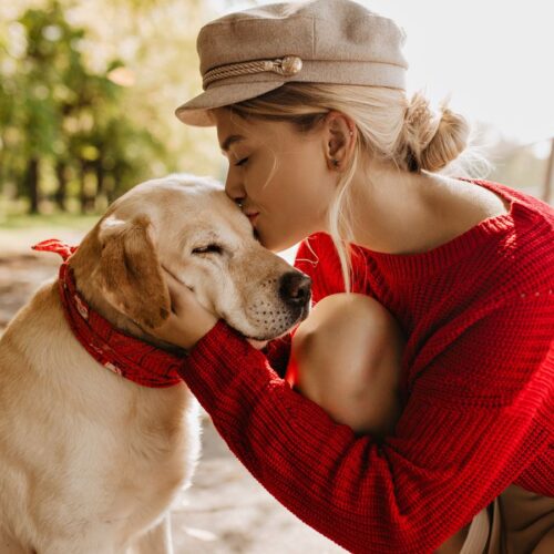 Alimento del cachorro