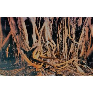 Lámina Panorama De Manglares Reversible Para Peceras 12"x12"