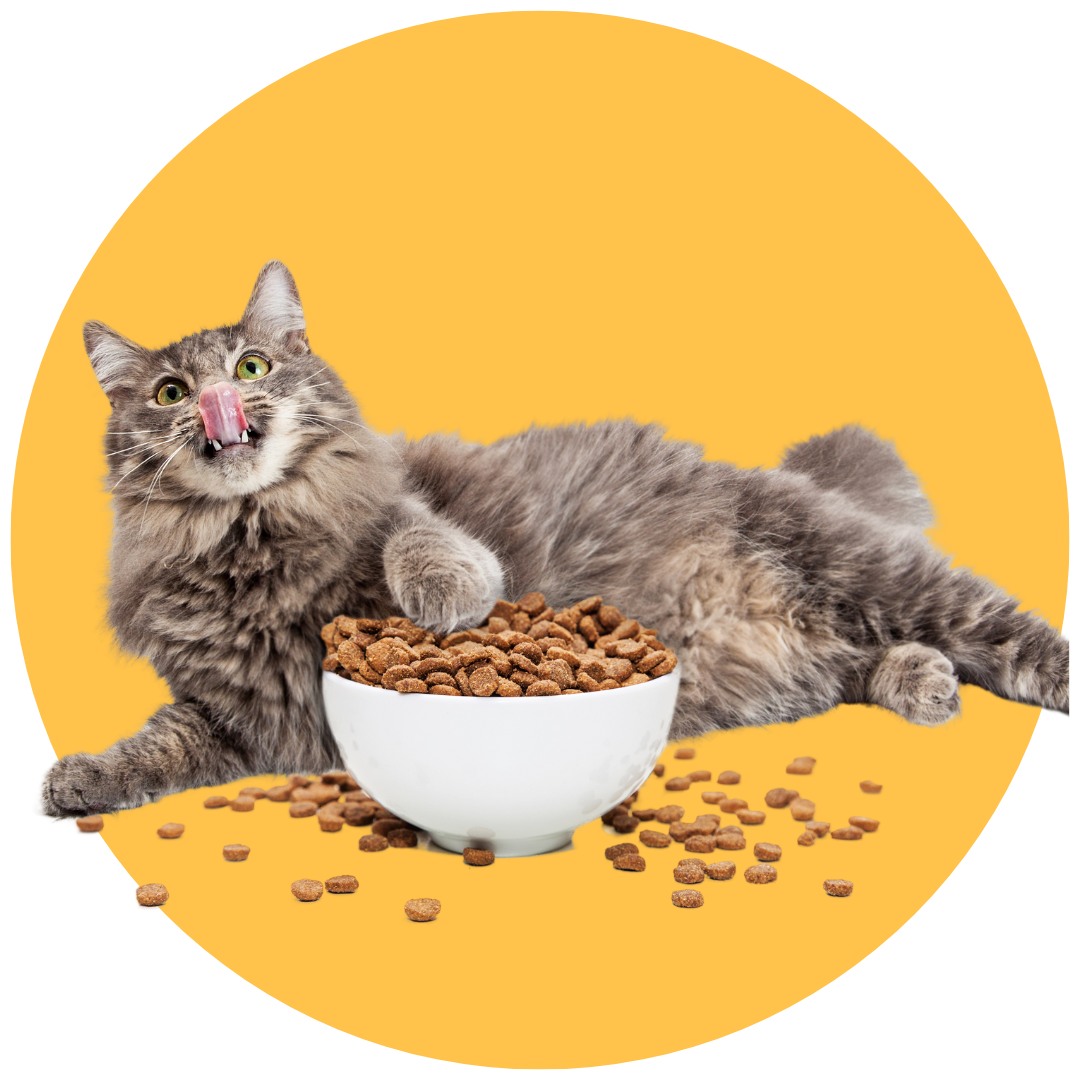 alimentos-para-gatos-para-gatos